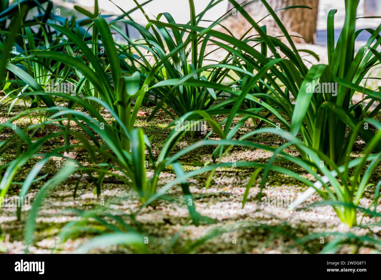 Angolo basso ravvicinato delle lame d'erba con una messa a fuoco selettiva sul gruppo interno al centro del telaio. Erba in primo piano intenzionalmente sfocata, Sud Foto Stock
