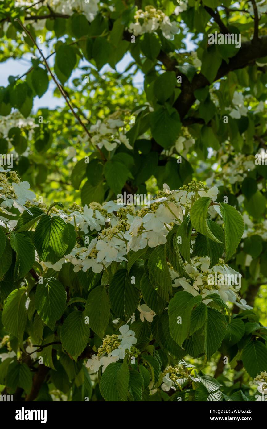 Delicati fiori bianchi su un ramo verde verdeggiante, Corea del Sud, Corea del Sud Foto Stock