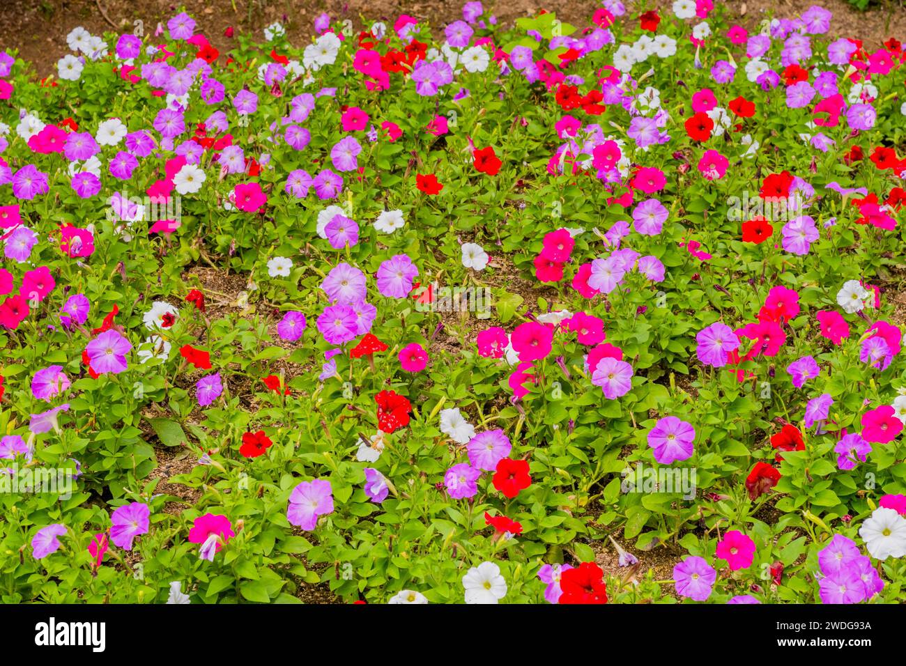 Bellissimo letto di azalee in blu, lavanda e bianco nel parco pubblico, Corea del Sud, Corea del Sud Foto Stock