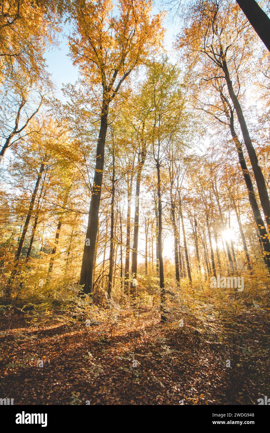 Colorata foresta autunnale nel Brabantse Wouden National Park. Colori nei mesi di ottobre e novembre nella campagna belga. La diversità del respiro Foto Stock