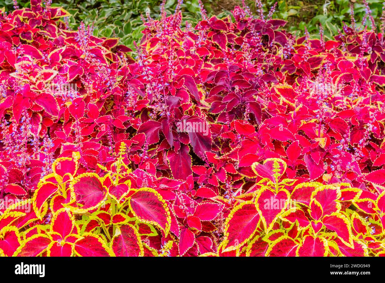 Bellissimo letto all'ombra di coleus, fiori di foglie di Wizard Scarlet in rosso e verde, Corea del Sud, Corea del Sud Foto Stock