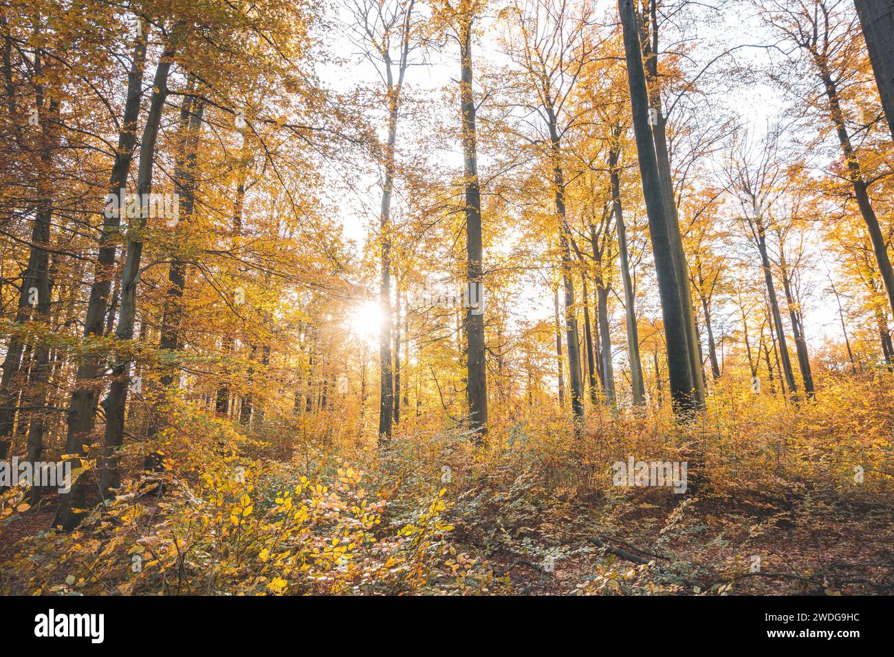 Colorata foresta autunnale nel Brabantse Wouden National Park. Colori nei mesi di ottobre e novembre nella campagna belga. La diversità del respiro Foto Stock