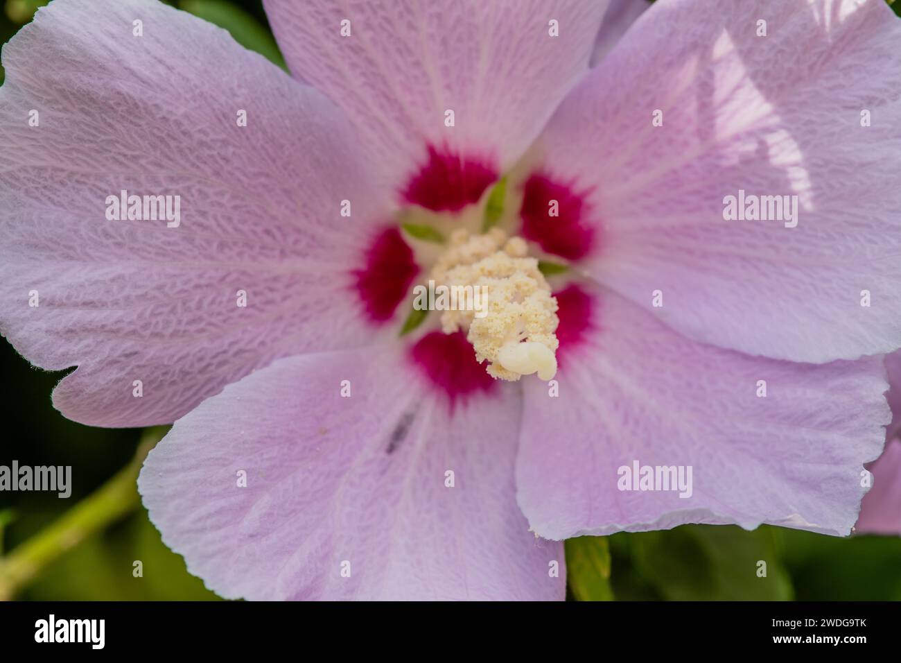 Primo piano di una rosa rosa rosa rosa di sharon, il fiore nazionale della Corea Foto Stock