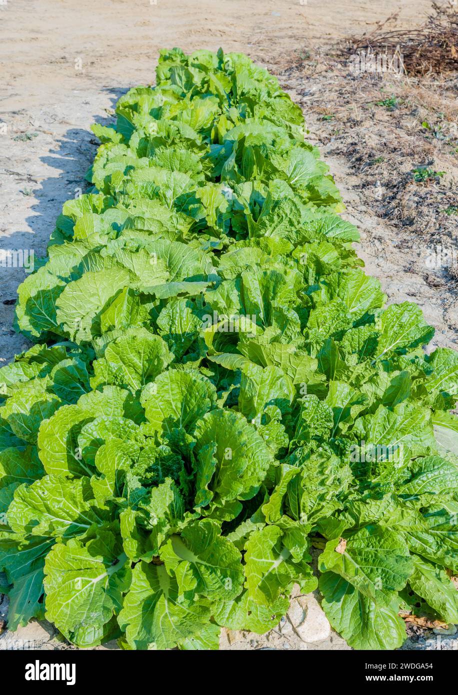 Filari di lattuga frondosa che crescono accanto alla strada sterrata in campagna Foto Stock