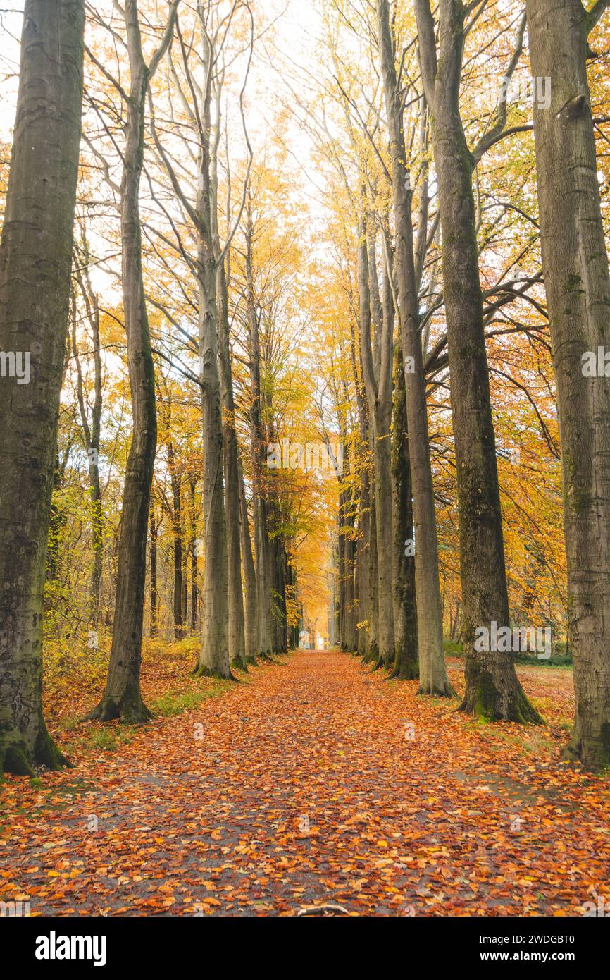 Passeggia attraverso la colorata foresta autunnale nel Brabantse Wouden National Park. Tree avenue con foglie d'arancio nella foresta di Sonian. Foto Stock
