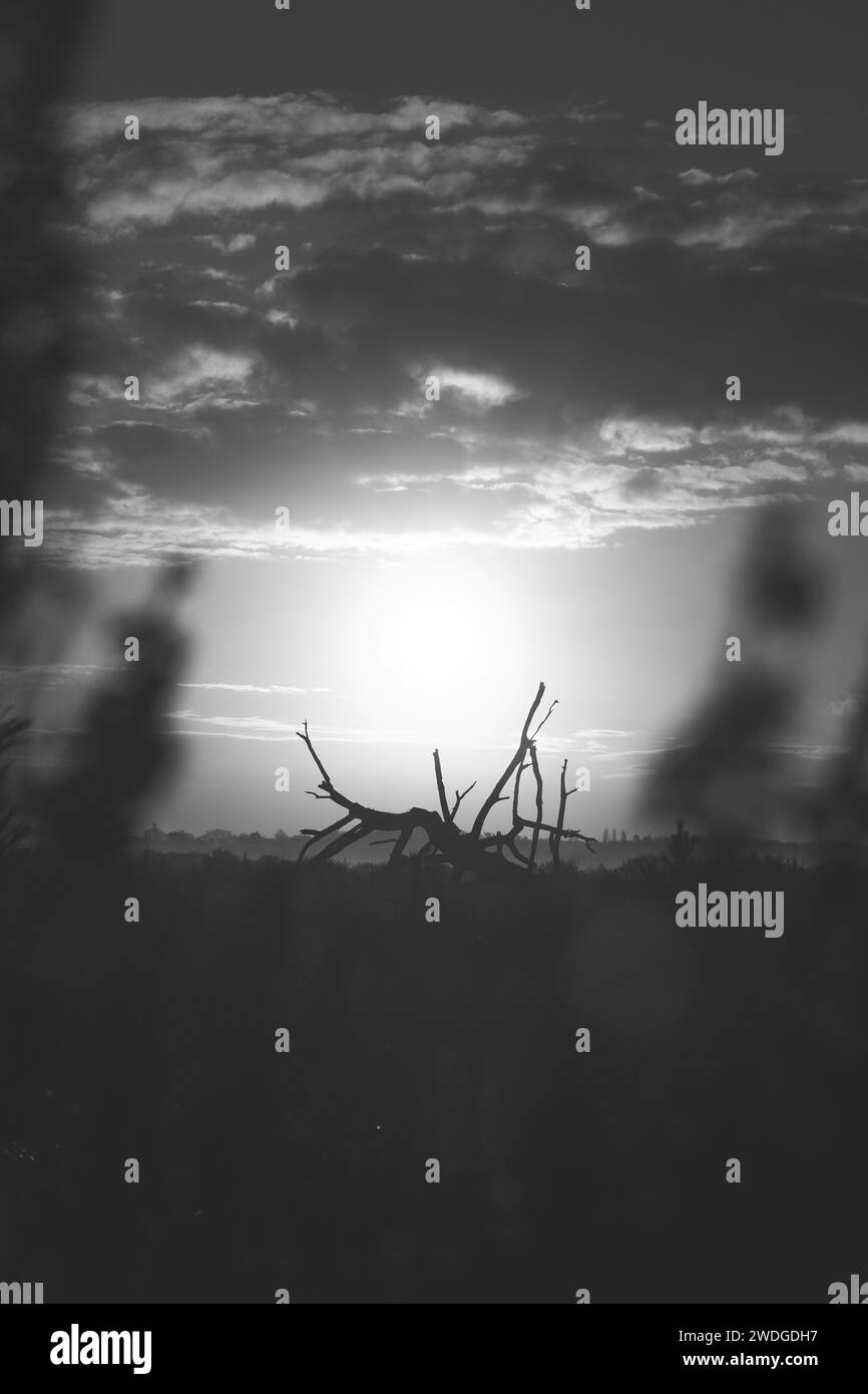 Il sole mattutino bianco e nero illumina gli alberi abbattuti di Grenspark Kalmthoutse Heide vicino ad Anversa, nel Belgio nord-occidentale. Foto Stock