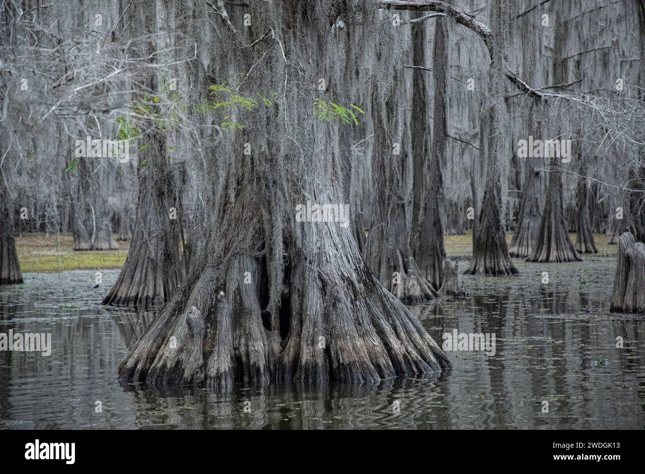 Lago Caddo, al confine tra Louisiana e Texas, in autunno Foto Stock