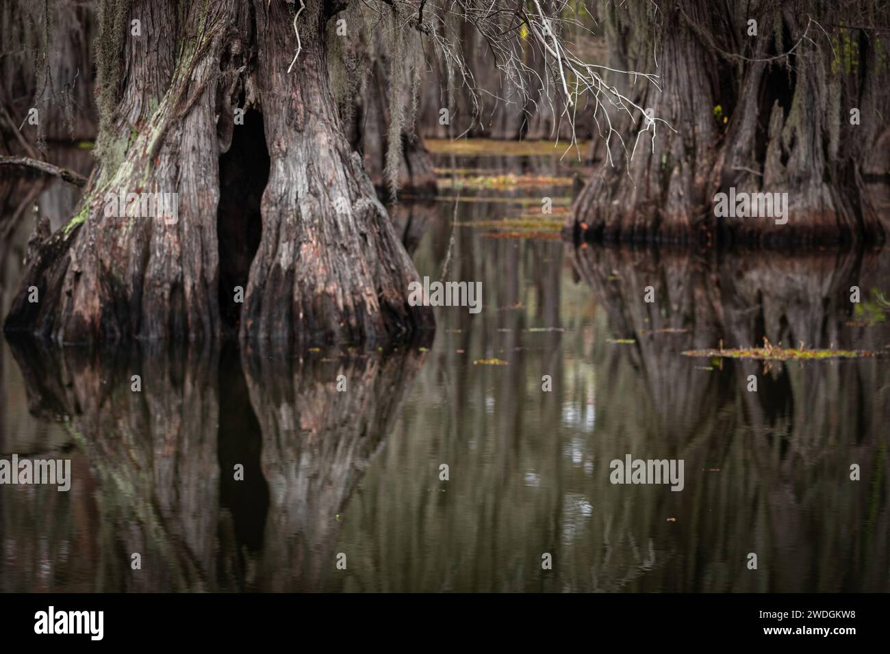 Lago Caddo, al confine tra Louisiana e Texas, in autunno Foto Stock