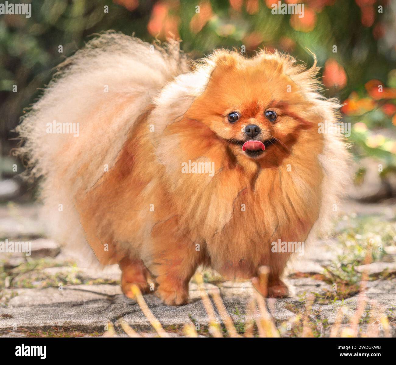 Animale domestico della Pomerania Foto Stock