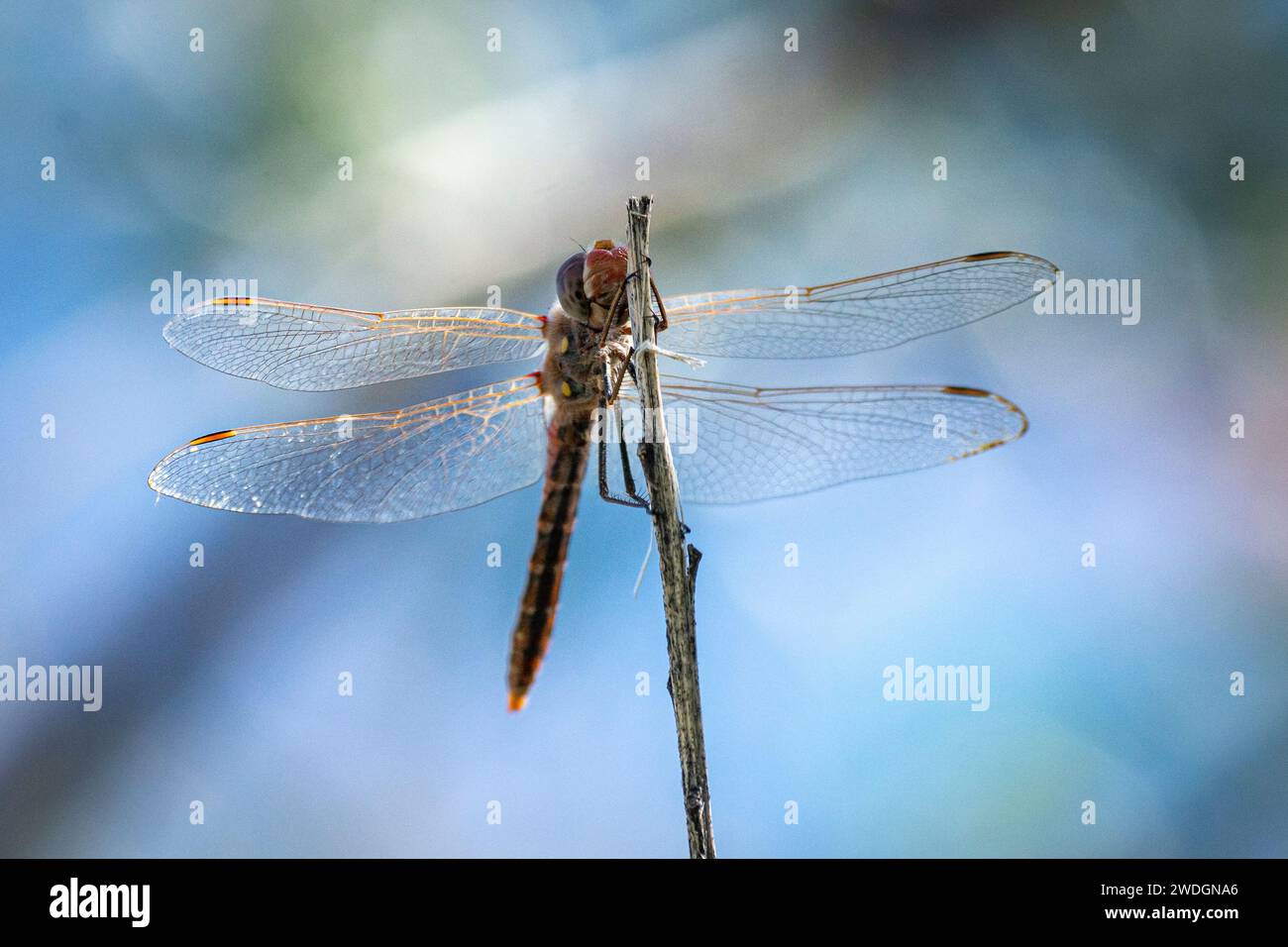 Una libellula vagante (Pantala flavescens) si siede su un ramoscello. Foto Stock