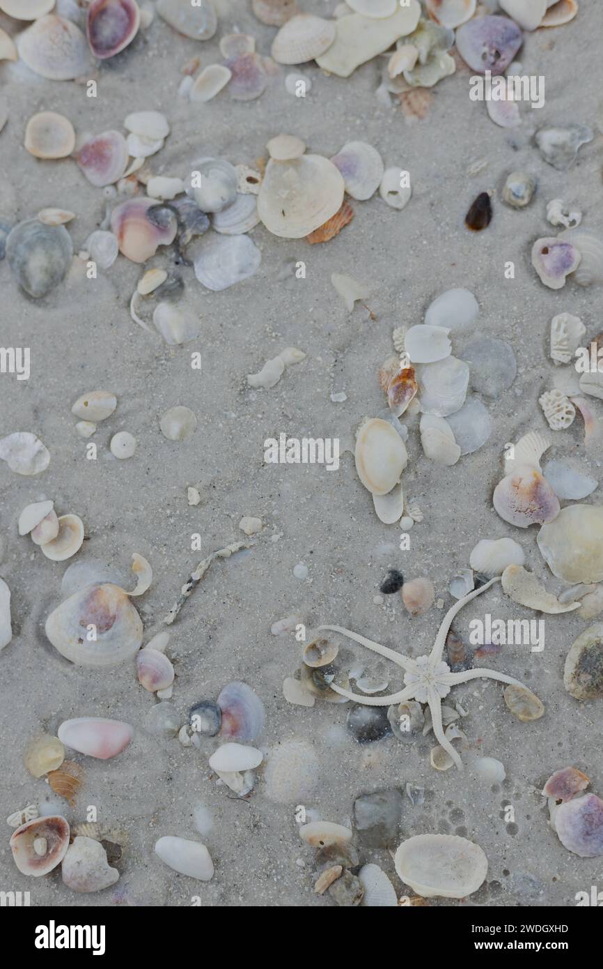 Una stella fragile su una spiaggia con sabbia e conchiglie. Foto Stock