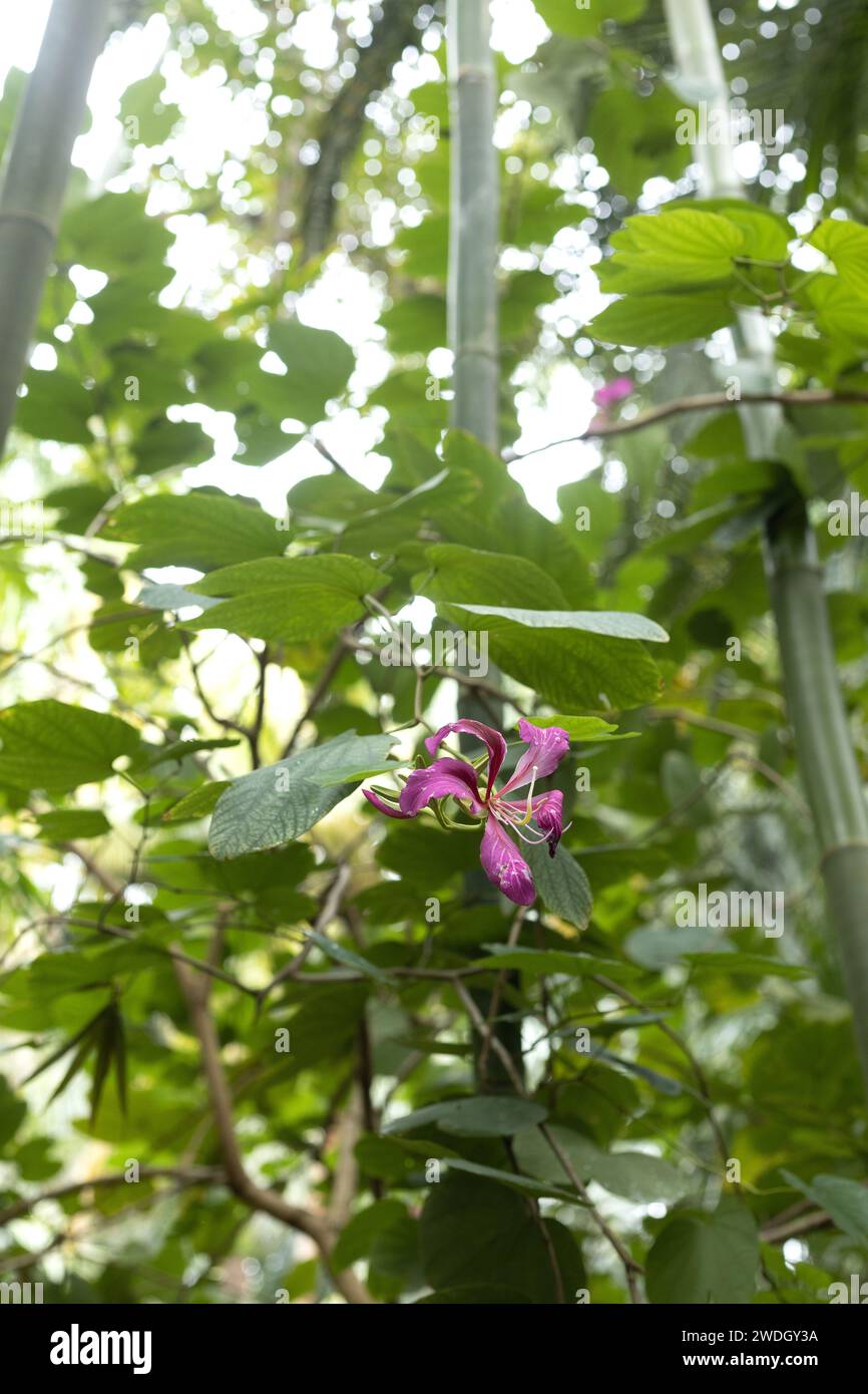 Bauhinia blakeana - orchidea di Hong Kong. Foto Stock