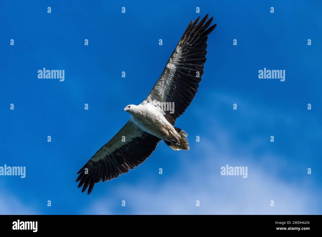 Aquila di mare con il becco bianco (Icthyophaga leucogaster), vola Foto Stock