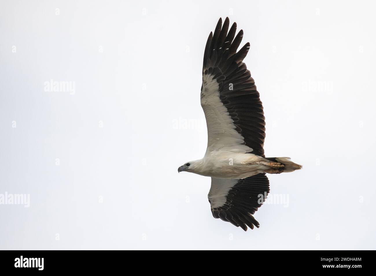 Aquila di mare con il becco bianco (Icthyophaga leucogaster), vola Foto Stock