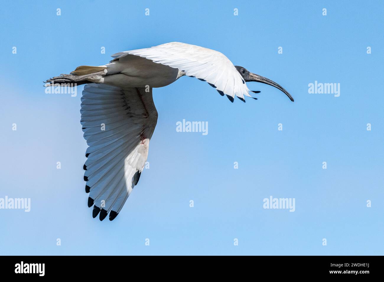 Australian white ibis (Threskiornis molucca) Foto Stock