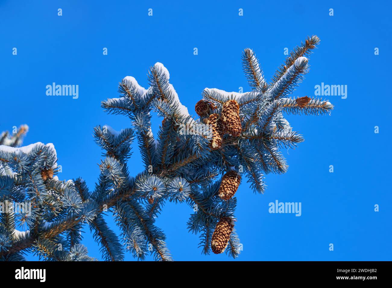 Vignette invernali: Catturare l'effimera bellezza della natura Foto Stock