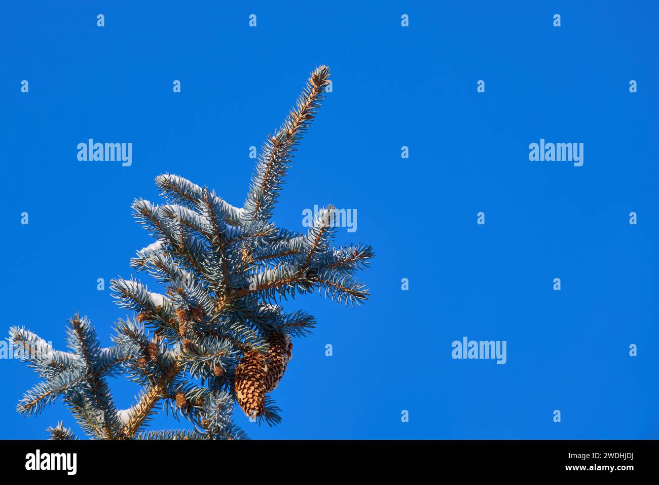 Vignette invernali: Catturare l'effimera bellezza della natura Foto Stock