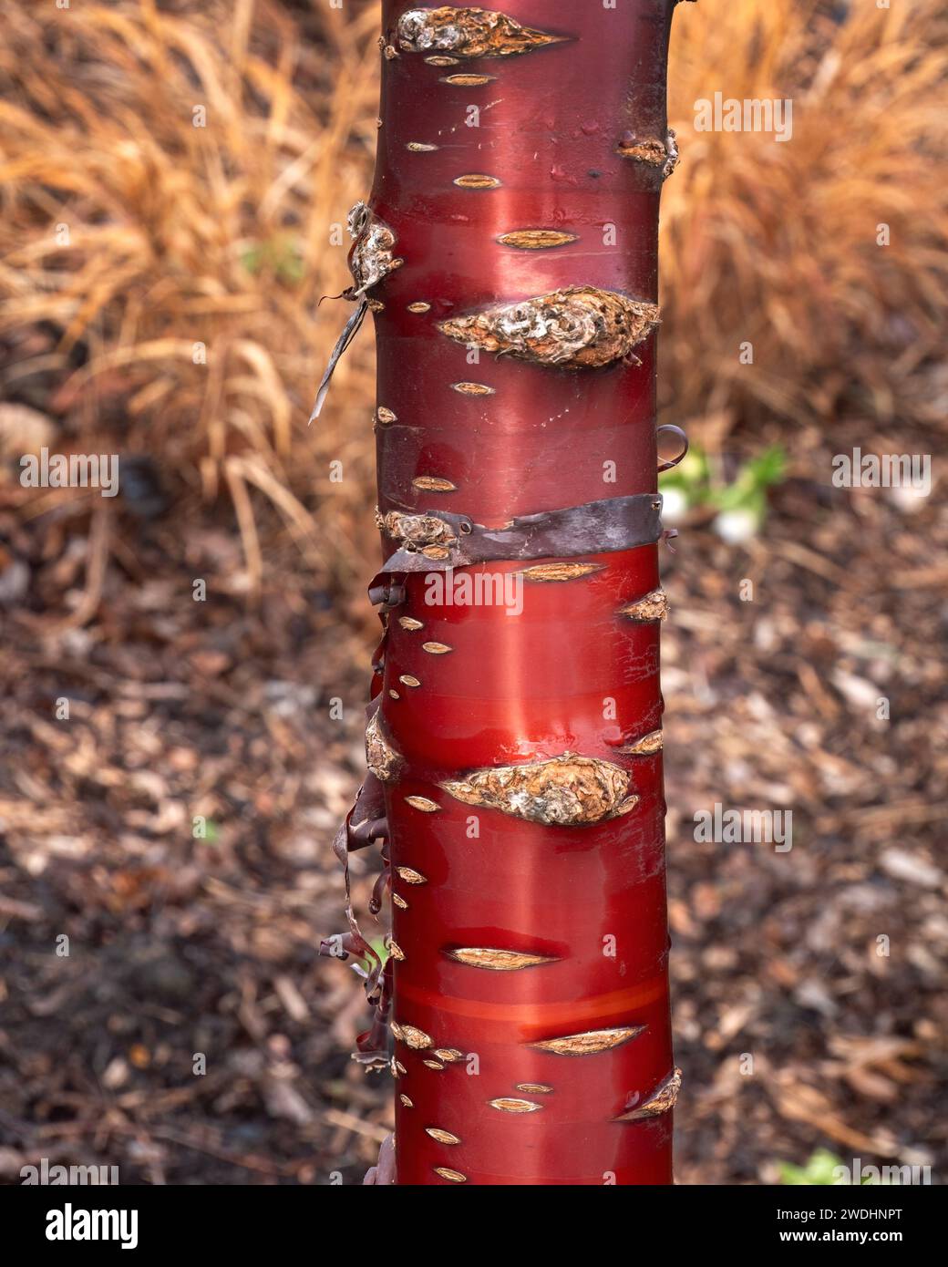 Primo piano della corteccia sul Prunus Serrula (ciliegio tibetano) in un giardino in primavera Foto Stock
