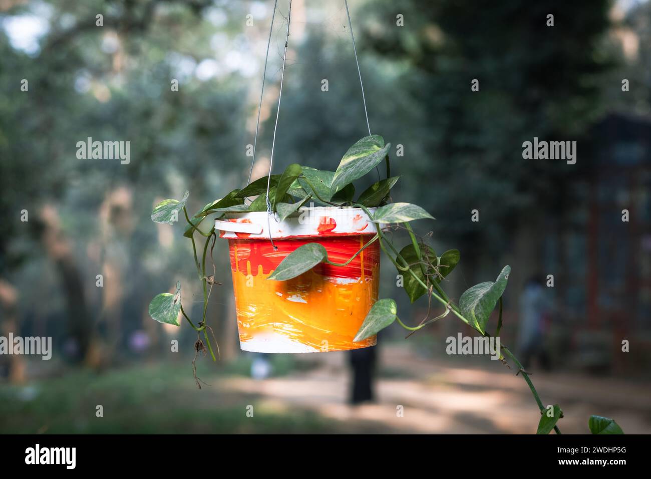 Money Plant: hardy, bellezza per interni a bassa manutenzione. Prospera in condizioni di scarsa illuminazione e purifica l'aria. Perfetto sia per gli appassionati di piante che per i principianti. Foto Stock