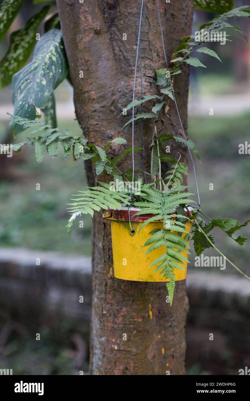 Money Plant: hardy, bellezza per interni a bassa manutenzione. Prospera in condizioni di scarsa illuminazione e purifica l'aria. Perfetto sia per gli appassionati di piante che per i principianti. Foto Stock