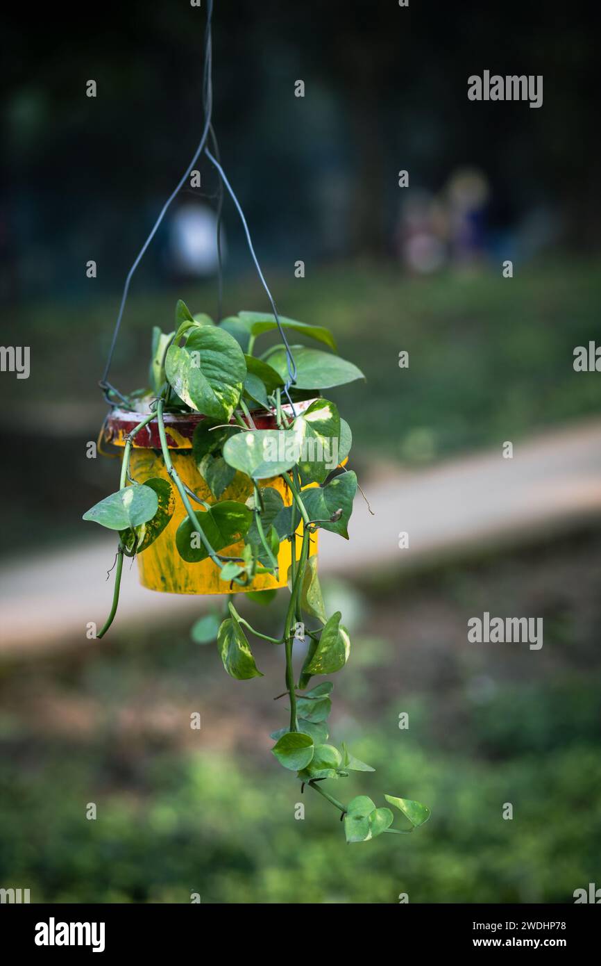 Money Plant: hardy, bellezza per interni a bassa manutenzione. Prospera in condizioni di scarsa illuminazione e purifica l'aria. Perfetto sia per gli appassionati di piante che per i principianti. Foto Stock