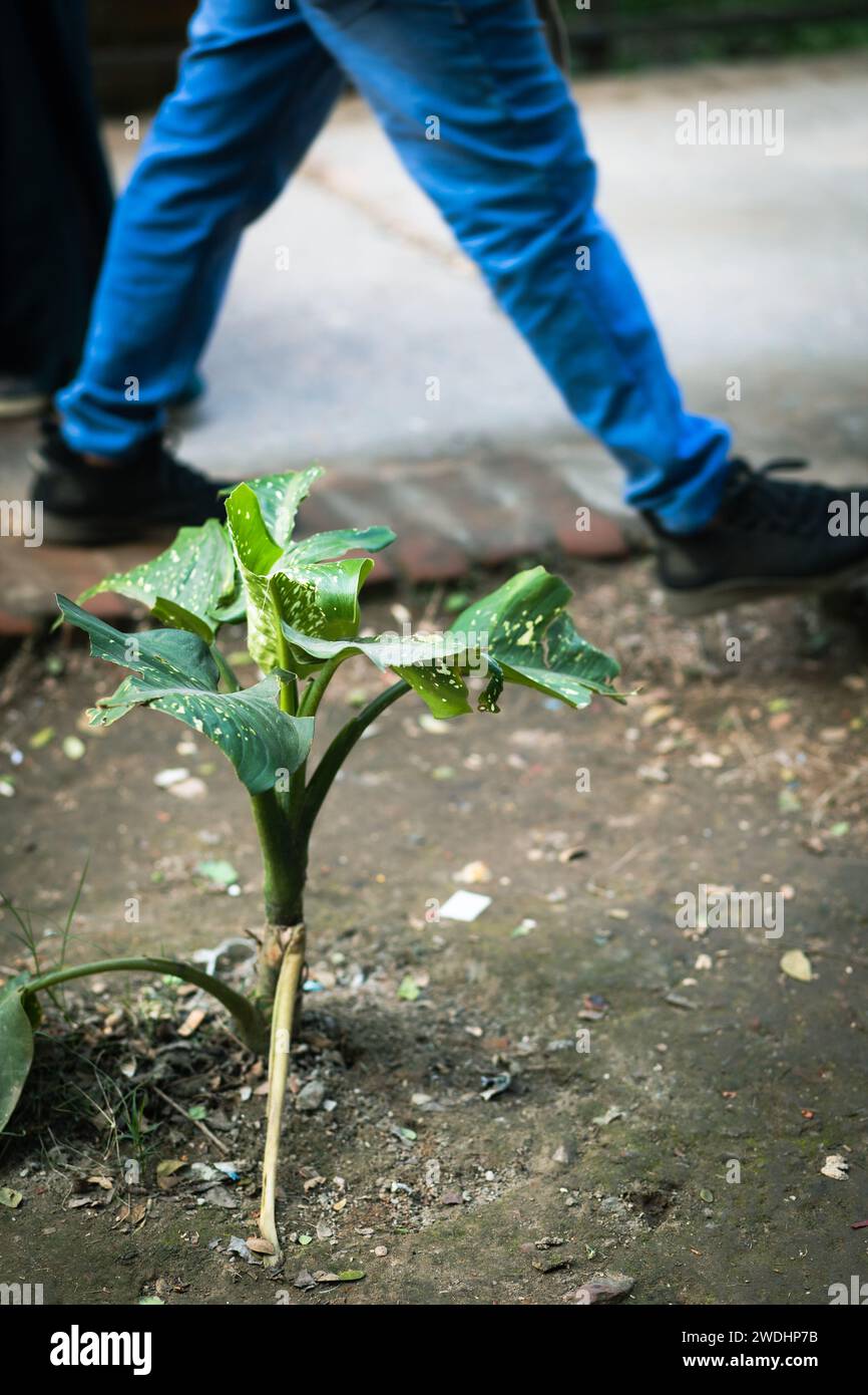 Money Plant: hardy, bellezza per interni a bassa manutenzione. Prospera in condizioni di scarsa illuminazione e purifica l'aria. Perfetto sia per gli appassionati di piante che per i principianti. Foto Stock