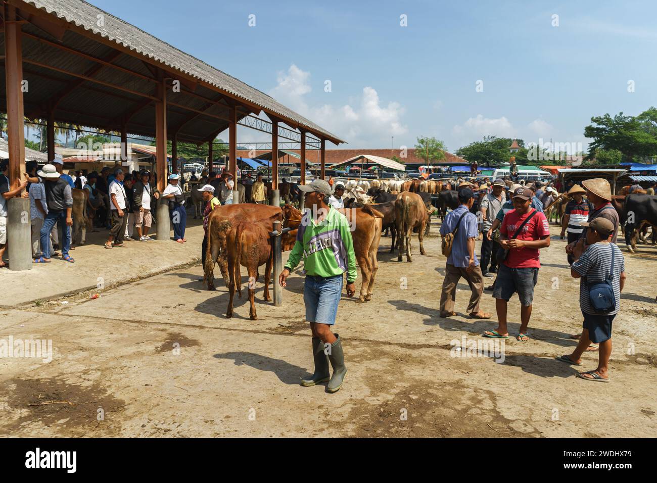 Agricoltori che commerciano bestiame o mucca al tradizionale mercato animale di Pasar Pon a Semarang, Indonesia - 18 dicembre 2023. Foto Stock