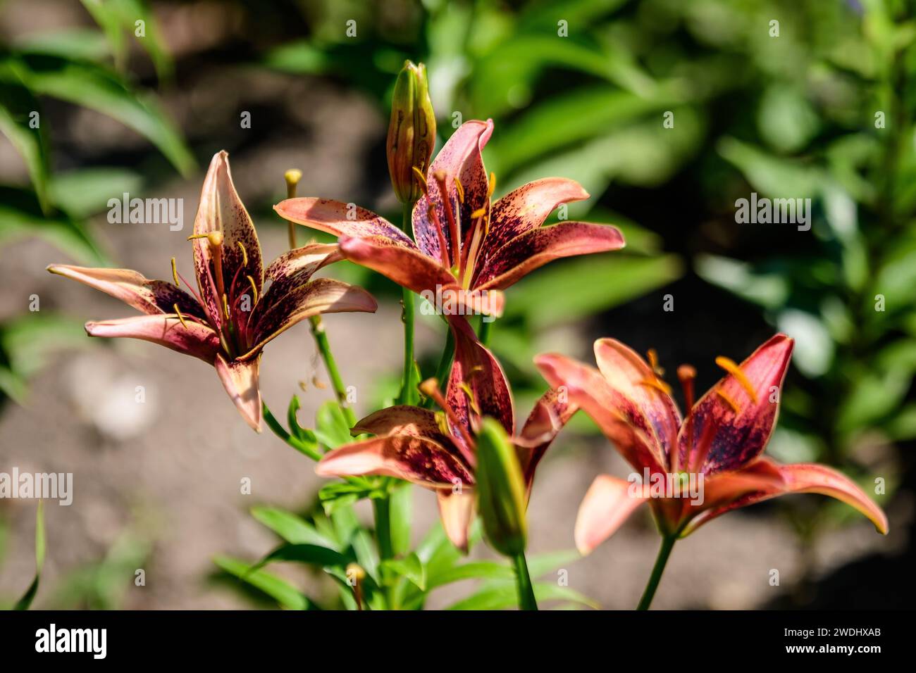 Fiori rossi vivaci di piante di Lilium o Lily in un giardino in stile cottage britannico in una soleggiata giornata estiva, splendido sfondo floreale all'aperto fotografato wi Foto Stock