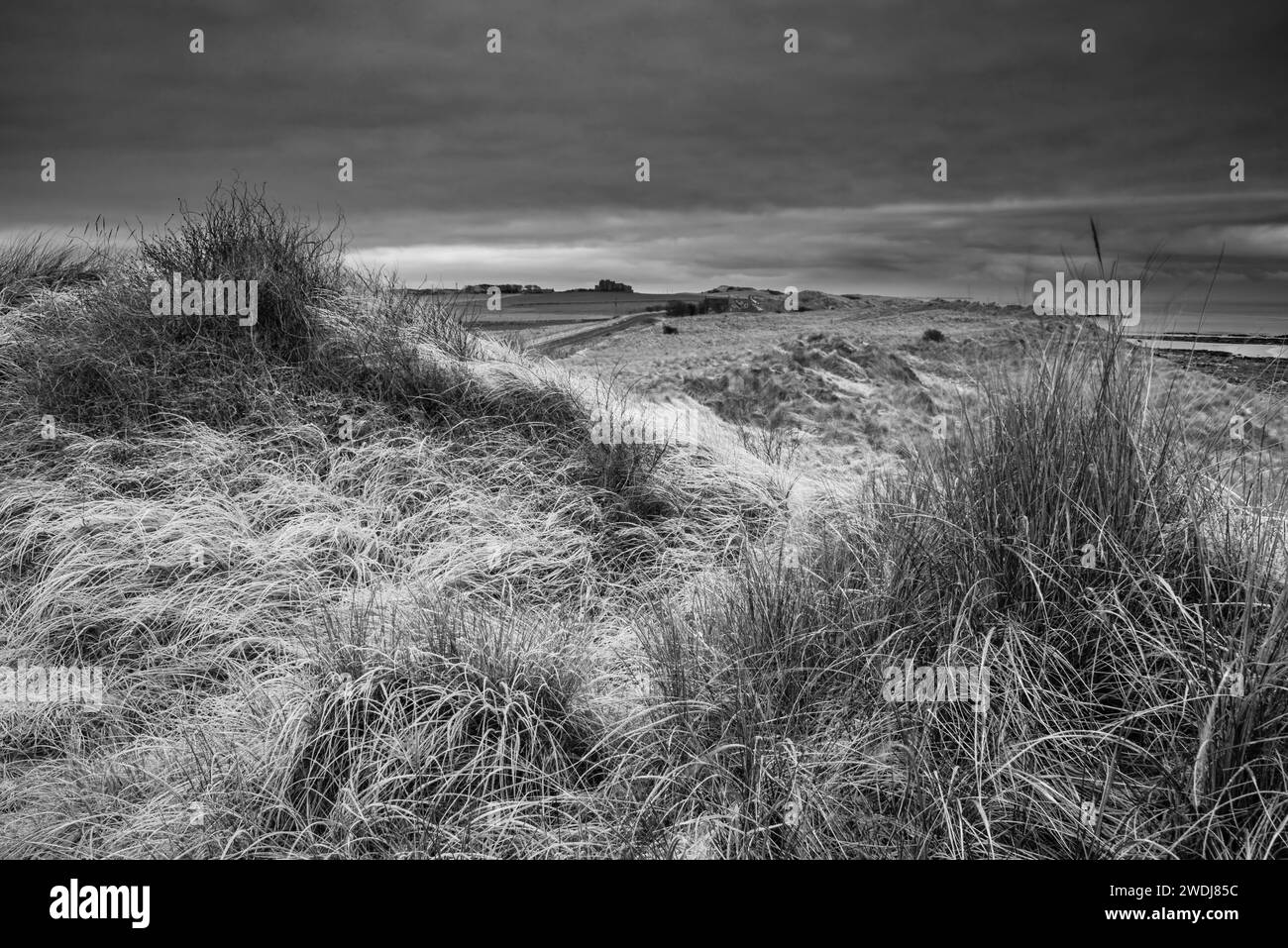 Splendido paesaggio invernale bianco e nero con rara erba ghiacciata ghiacciata sulle dune di sabbia sulla spiaggia di Northumberland in Inghilterra Foto Stock