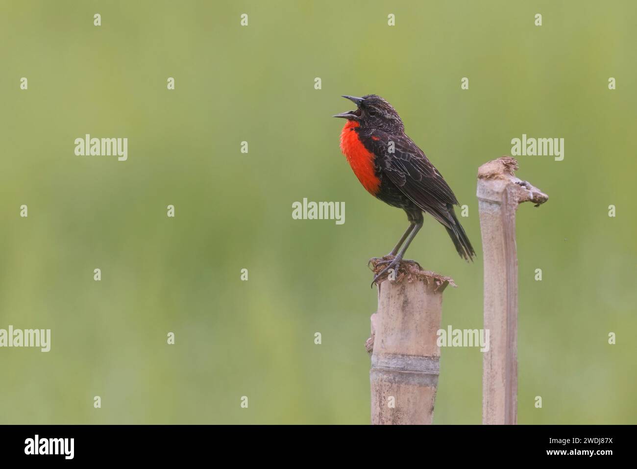 Red-Breasted Meadowlark, Arrozales de Jamundi, Colombia, novembre 2023 Foto Stock