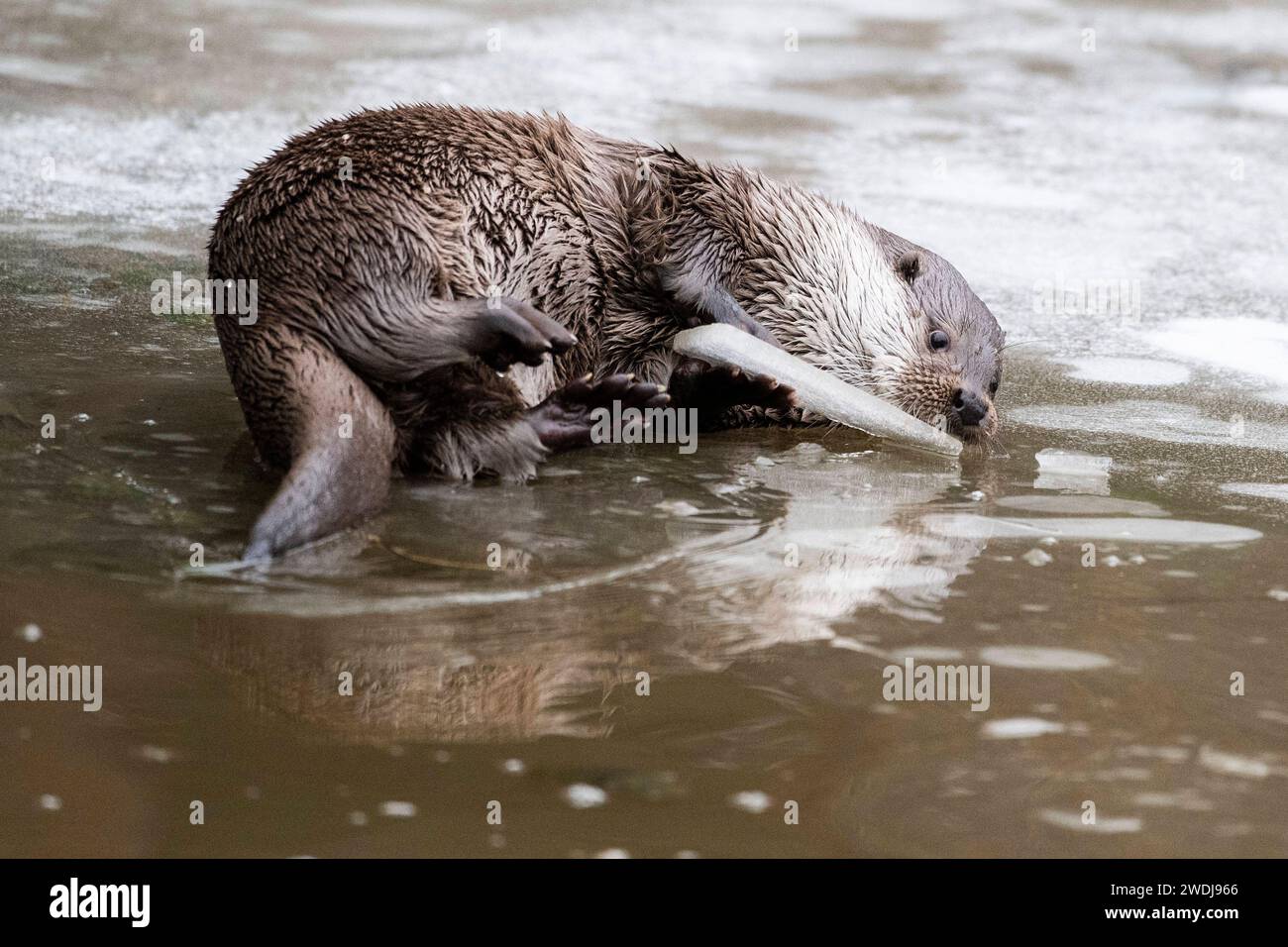 Tiere im Winter 13.01.2024 Hanau Ein Fischotter spielt im Wildpark -alte Fasanerie mit einem Stück Eis. DAS Tier heißt entweder -Bolek- oder -Bubla-, beide Fischotter leben zusammen in einem Gehege. Hanau Hanau Assia Germania *** animali in inverno 13 01 2024 Hanau An Lonter gioca con un pezzo di ghiaccio nel parco faunistico alte Fasanerie il nome degli animali è Bolek o Bubla , entrambe le lontre vivono insieme in un recinto Hanau Hanau Assia Germania Foto Stock