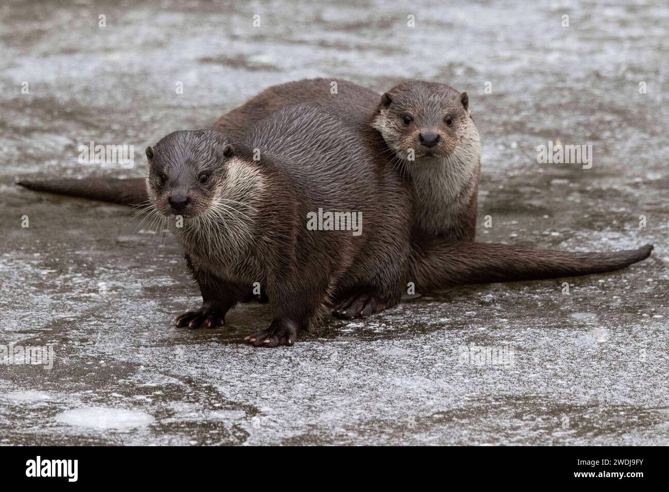 Tiere im Winter 13.01.2024 Hanau Zwei Fischotter sitzen im Wildpark -alte Fasanerie auf einem zugefrorenen Teich. Die Tier heißen -Bolek- oder -Bubla-, beide Fischotter leben zusammen in einem Gehege. Hanau Hanau Hessen Germania *** animali in inverno 13 01 2024 Hanau due lontre siedono su uno stagno ghiacciato nel parco faunistico alte Fasanerie gli animali sono chiamati Bolek o Bubla , entrambe le lontre vivono insieme in un recinto Hanau Hanau Hessen Germania Foto Stock