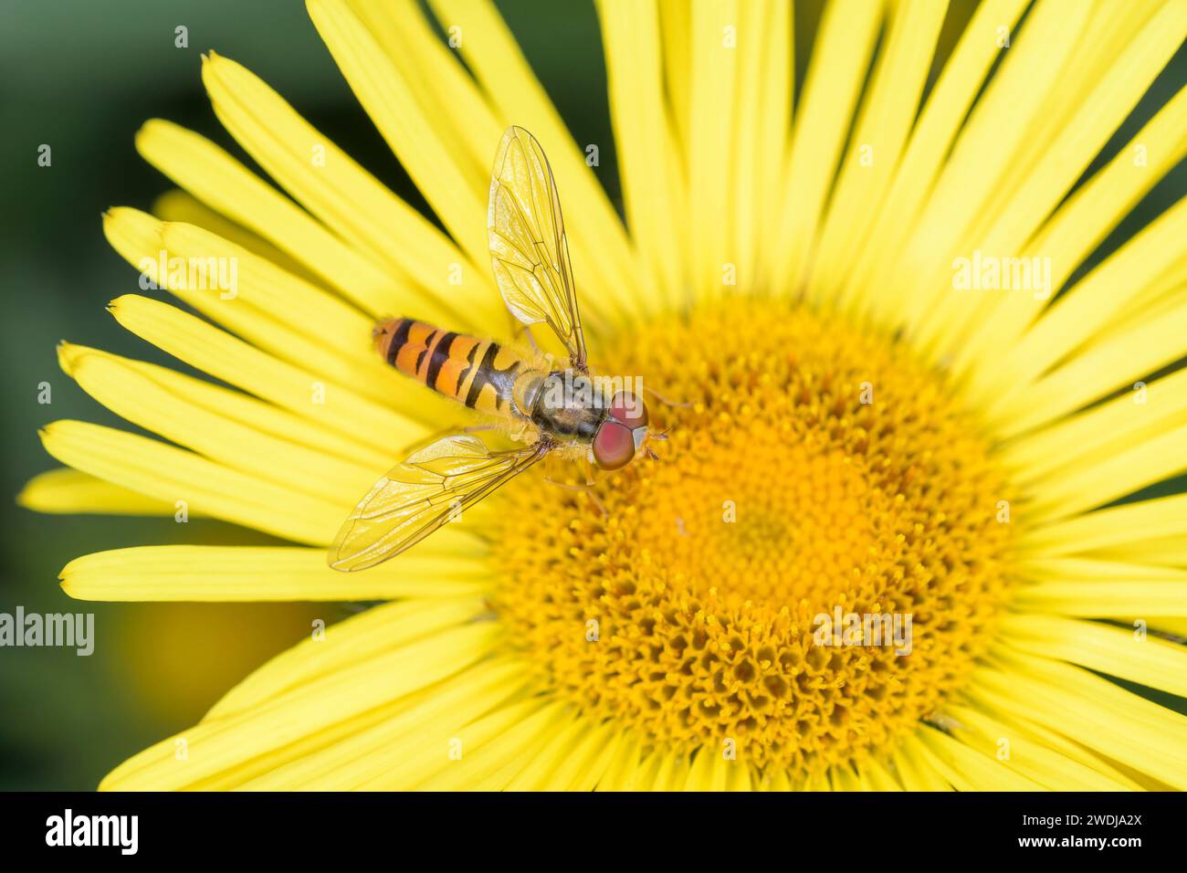 Marmellata hoverfly - Episyrphus balteatus su una fioritura di Pentanema hirtum Foto Stock