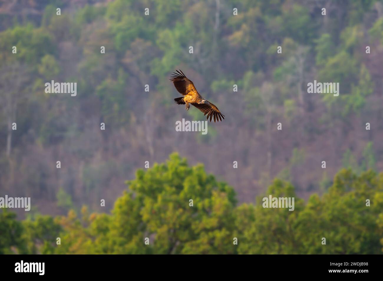 Avvoltoio indiano a becco lungo o Gyps indicus specie di avvoltoio a rischio critico che volano con apertura alare completa nel verde naturale del bandhavgarh National Park Foto Stock