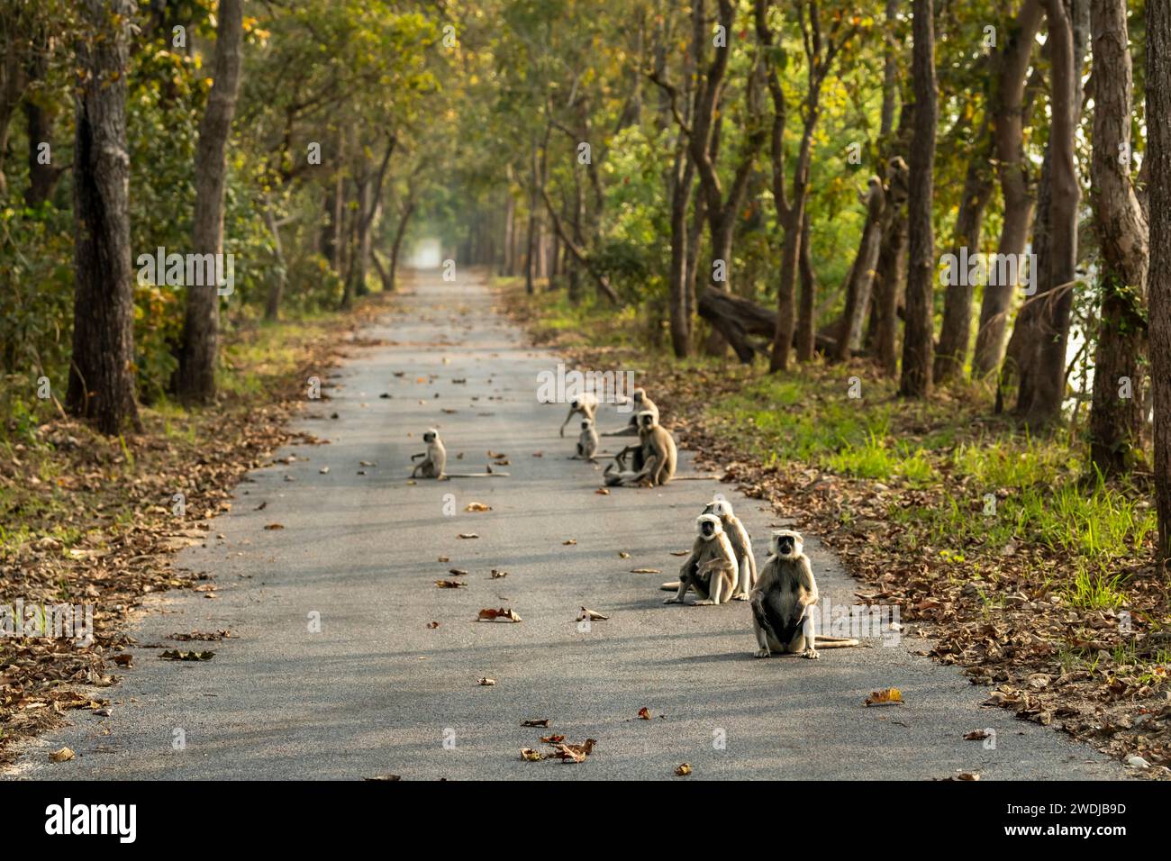 Wild Terai Grey langur Semnopithecus hector Family roadblock sul percorso safari bambini giocosi nel sentiero panoramico chuka eco-turismo Pilibhit Park Foto Stock