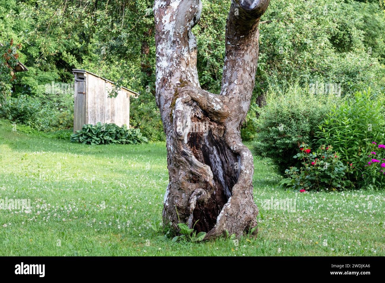 Vecchio tronco d'albero con nucleo vuoto sullo sfondo del giardino e della toilette di campagna Foto Stock
