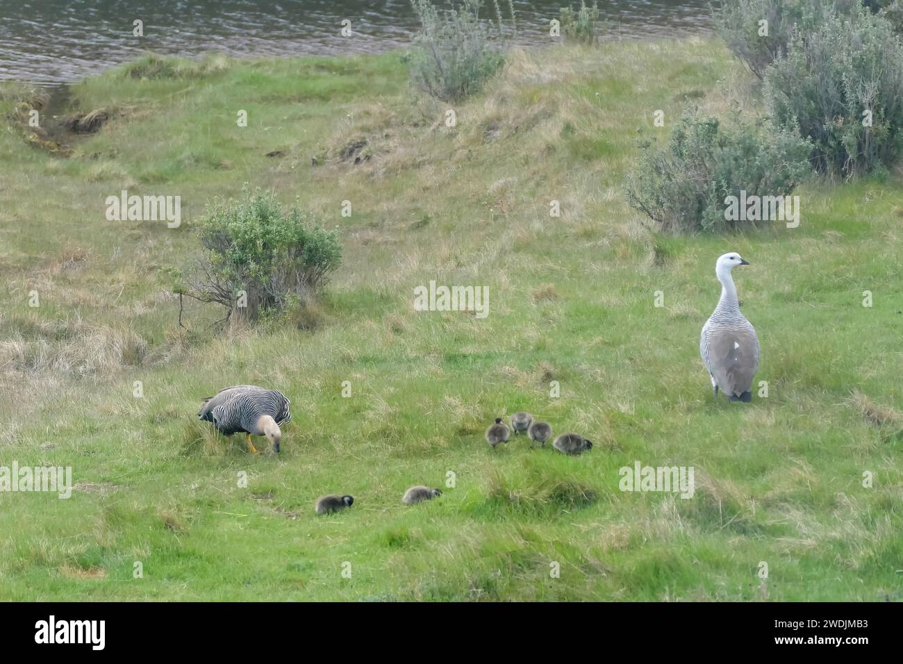 Patagonia argentina: Una famiglia di oche magellane (Chloephaga picta) e pulcini, avvistati a Lapataia vicino a Ushuaia Foto Stock