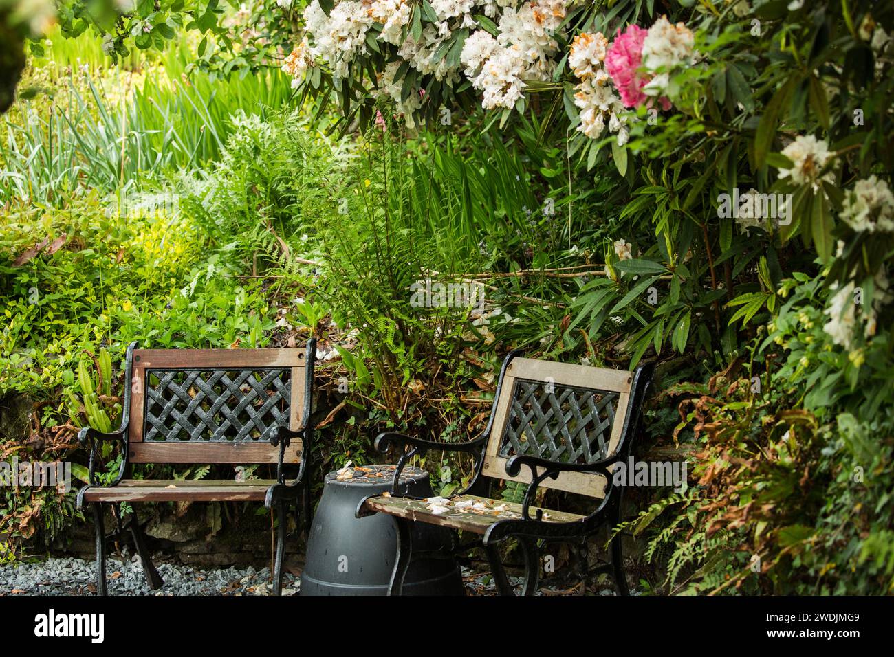 Due posti in giardino in legno e metallo su ghiaia grigia con rodendri in fiore sopra in un lussureggiante giardino con sabbia ferneva un grande plantare capovolto come un tavolo Foto Stock