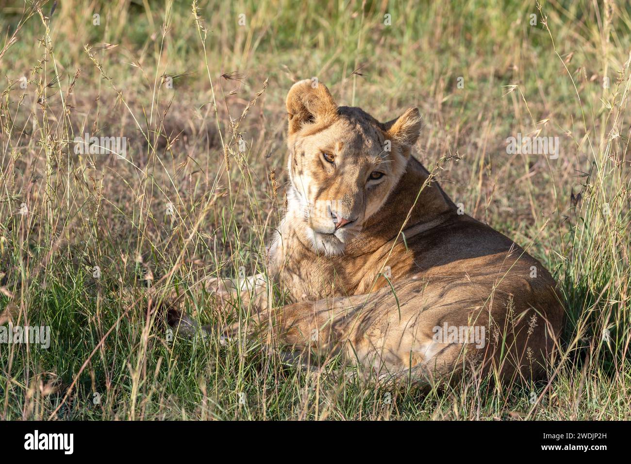 Giovane leonessa adulta, panthera leo, adagiata sull'erba lunga del Masai Mara. È vigile e vigile, ma riposa nel caldo della giornata. Foto Stock
