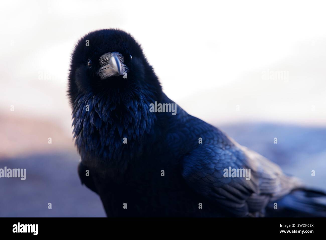 Dettagli sfumati: Il volto di Raven in primo piano. Becco decentrato e contrasti rivelano l'arte della natura Foto Stock