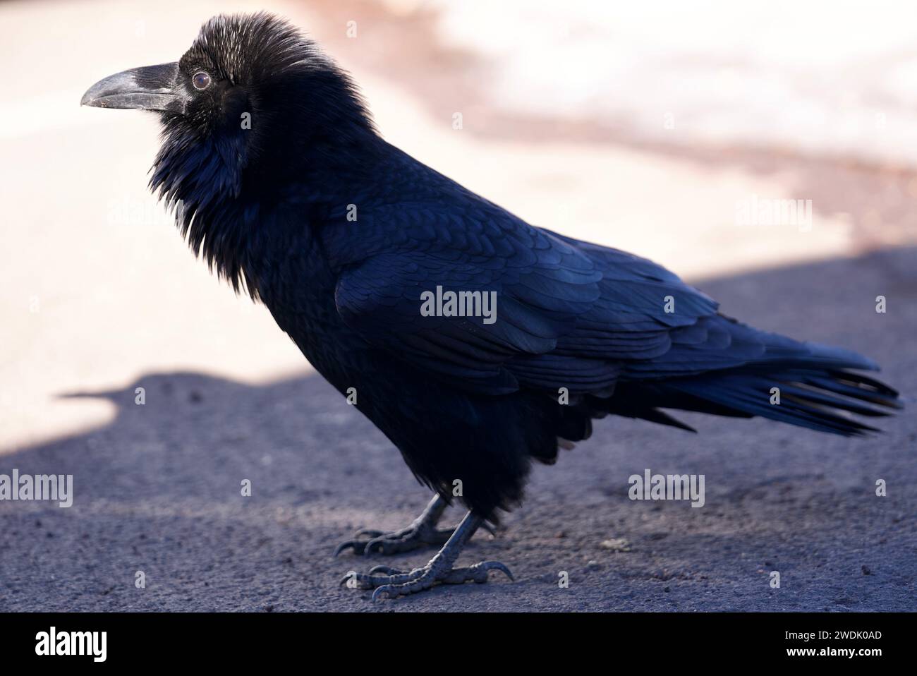 Dettagli sfumati: Il volto di Raven in primo piano. Becco decentrato e contrasti rivelano l'arte della natura Foto Stock