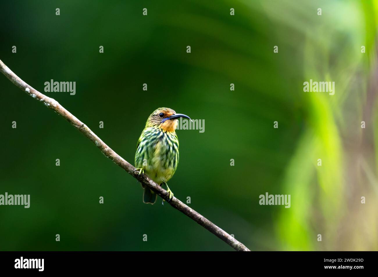 Colorata e tropicale femmina Purple Honeycreeper, Cyanerpes caeruleus, arroccata nella foresta pluviale di Trinidad e Tobago Foto Stock