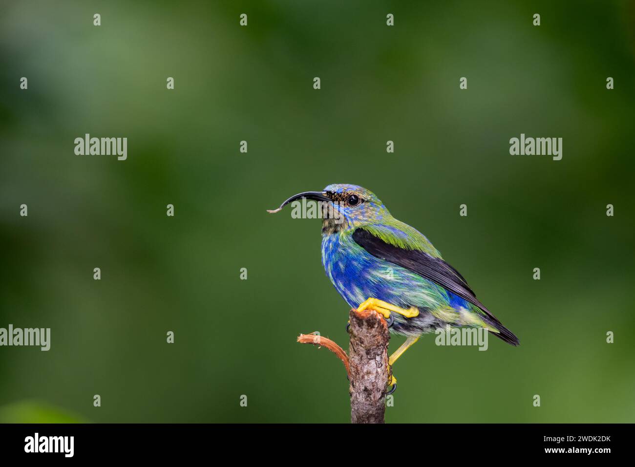 Un giovane crepatore di miele viola, Cyanerpes caeruleus, arroccato su un ramo della foresta pluviale con sfondo verde Foto Stock