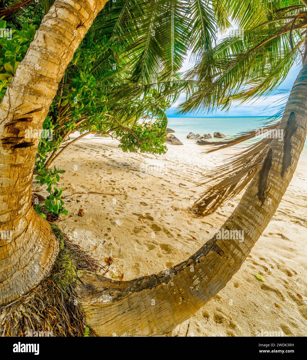 Palme ad Anse Citron. Isola di Praslin, Seychelles Foto Stock