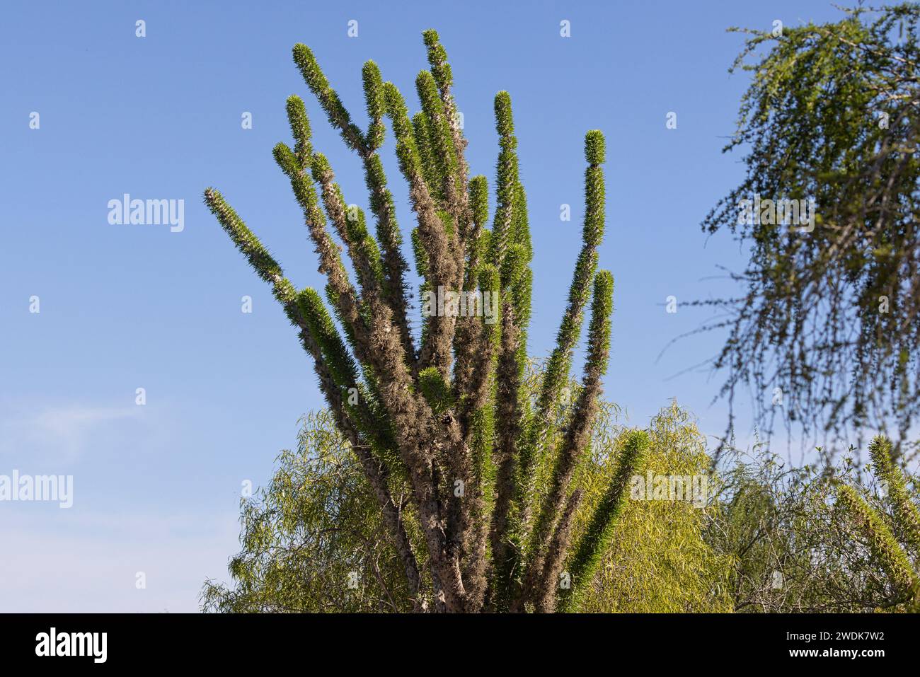 Polpo, Parco Nazionale di Tsimanampetsotsa, Madagascar, novembre 2023 Foto Stock