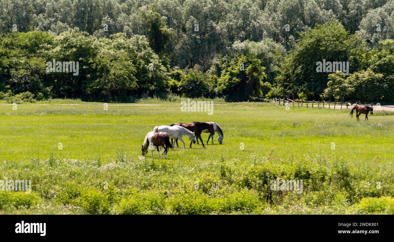 Paesaggio rurale estivo. I cavalli pascolano su un prato verde in campagna. Foto Stock