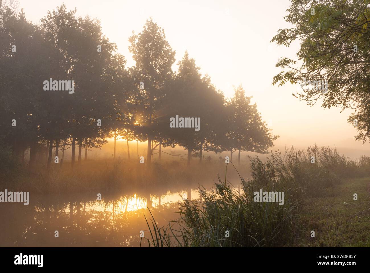 Nelle prime ore di una nebbiosa mattinata autunnale il sole si riflette nell'acqua mentre sorge dietro gli alberi che costeggiano il Grand Union Canal a Crick, Northamptonshire. Foto Stock