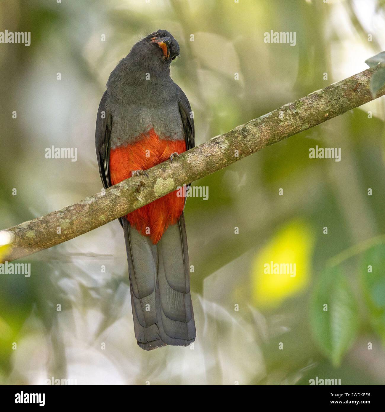 (Drake Bay, Costa Rica---20 dicembre 2023) Slaty-Tailed Trogon (Trogon massena) sui sentieri della stazione Sirena Ranger nel Parco Nazionale del Corcovado, Costa Foto Stock