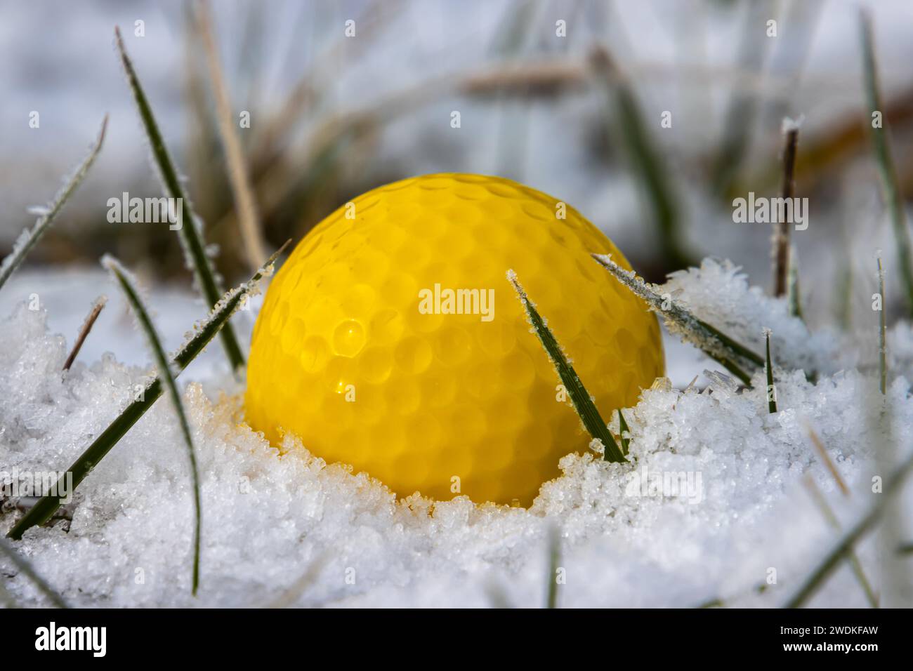 Primo piano di una pallina da golf gialla nella neve Foto Stock