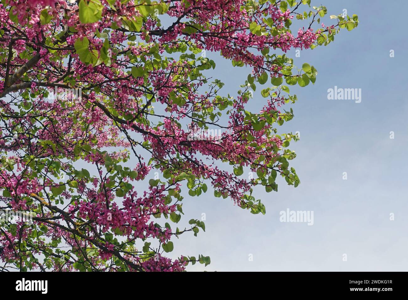 Rami di piante in fiore syesel vulgaris con fiori rosa in primavera. Foto Stock